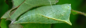 Pupae